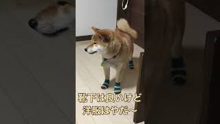 靴下だけね〜　洋服嫌がる柴犬