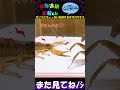 【閲覧注意】サソリにちょっかいを掛けるオオカマキリ😅　⚔デザートヘアリースコーピオンｖｓオオカマキリ⚔　※あくまで給餌目的です。＜生物観察　昆虫バトル　捕食　給餌　飼育　奇蟲＞ shorts