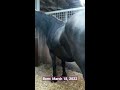 newborn filly from richtsje friesian horses