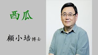 西瓜《顧本培元》顧小培