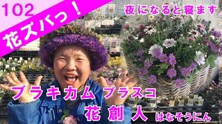 ブラキカム ブラスコ夜はお休みギャザリングの作り方【花ズバっ】102旬の花とその使いかた紹介/花創人ガーデニング教室