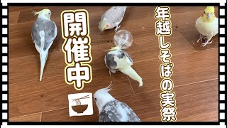 年越しは５羽全員でそばの実を食べよう｜フォージングトイ｜vol.259#オカメインコ#cockatiel