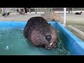 【トリアスふれあい動物園】ちびっこビーバーのもぐもぐ american beaver