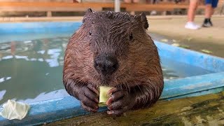 【トリアスふれあい動物園】ちびっこビーバーのもぐもぐ/American beaver