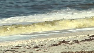Predicting red tide blooms
