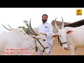 खिल्लार देशी गायींपासुन महिना एक लाख रुपये desi khilar indian cow farm success story maharashtra