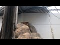 福山動物園　ライオン