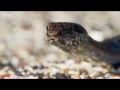 BBC One: Iguana vs Snakes - Planet Earth II