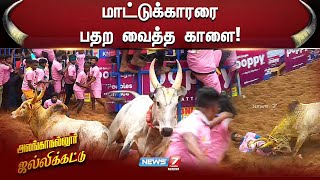 மாட்டுக்காரரை பதற வைத்த காளை! | Alanganallur Jallikattu 2025