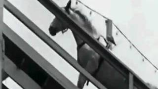 diving_horse_4.mp4