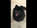 【ポメラニアン】　 shorts 黒ポメ　 犬　なんか食べたくて足踏みが止まらない。