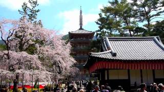 Mama und Kadi in Japan - Kyoto