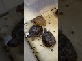 ミツユビハコガメ2024年産　三兄弟 u0026三姉妹 ハコガメ turtle