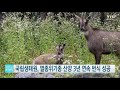 국립생태원 멸종위기종 산양 3년 연속 번식 성공 ytn 사이언스