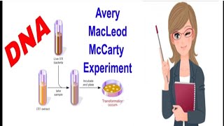 रूपांतरकारी सिद्धांत का जैव रासायनिक अभिलक्षण एवेरी मैक्लियोड और मैक्कार्थी #डीएनए#dna#yt#experiment