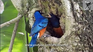 SUPERB STARLING Nesting @ BIRD PARADISE SINGAPORE