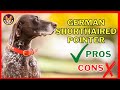 German Shorthaired Pointer Pros and Cons - Dogdingda