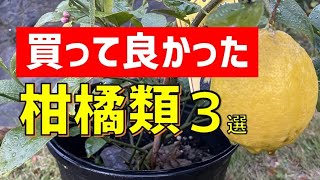 初心者が買って良かった柑橘類　一年栽培して良かった点とビックリした事