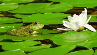 Croaking of Frogs in Pond - Relaxing Nature Sounds