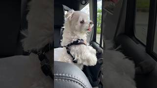 When the owner gets out of the car leaving his dog behind... #shorts #cutedog #maltese