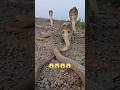 Wildlife : Scary Moments: Group of Cobras 🐍🐍🐍#wildlife #snake #cobra