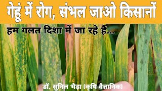 गेहूं में पतियां पीली हो रही है और बाद में काला दाना, क्या करें ? #wheat #arial blight #spot blotch