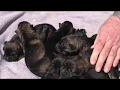 Kraftwerk K9 German Shepherd one day old black sable puppies!