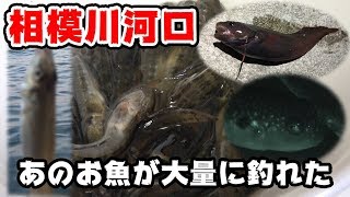 【釣り】ちっちゃいお魚が大漁！！【相模川河口】