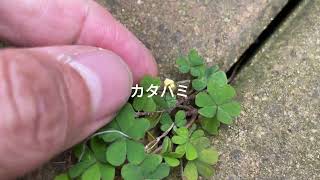 【散歩しながら植物観察】庭の野草、草花