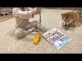 shiba inu wants daughter to stroke