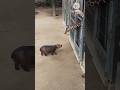 Baby Hippo Making Friends with a Giraffe