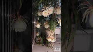 昙花~~绝美地盛开，安静地回归，就在一夜之间 Epiphyllum~~beautiful to bloom, quietly return ,just overnight