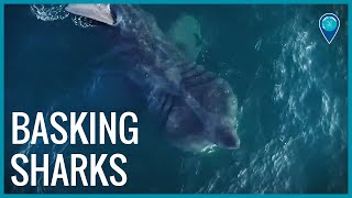 Basking sharks