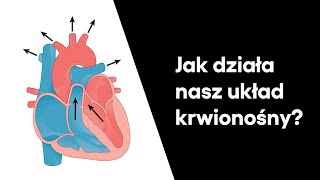 Układ krwionośny. Jak krew krąży w naszym ciele? | ZDALNY EXPERYMENT #119