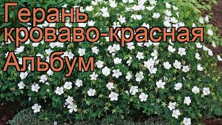 Герань кроваво-красная Альбум (geranium album) 🌿 Альбум обзор: как сажать, саженцы герани Альбум