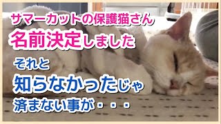 【保護猫】名前が決まりました。視聴者様ありがとうございます。呟き、主は無知でした。#保護猫 #猫 #猫名付け#猫拾得物