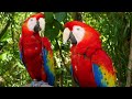 caribbean 4k relaxing music along with beautiful nature videos 4k video ultra hd