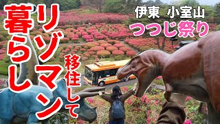 【リゾマン暮らし】NV200自作キャンピングカーでドライブ　つつじ祭り直前の小室山で満開のつつじを見て恐竜に遭遇！？