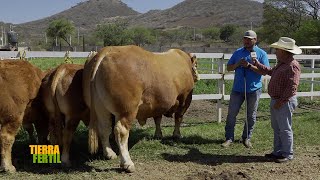 Tierra Fértil Tv-High genetics in Limousin and Brahman cattle (16.11.24)