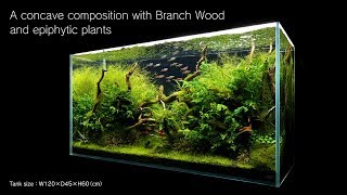 [ADAview] 120cm Aquarium Layout: Concave Composition with Driftwood and Epiphytic Plants