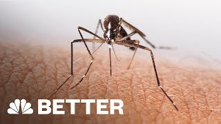 A Better Way To Treat An Insect Bite | Better | NBC News