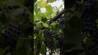 Black angur \u0026 grapes🍇 farm fruit #grapes #shorts