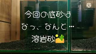 スラウェシシュリンプ水槽 初めての新規立ち上げ