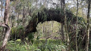 Cypress Creek Nature Preserve Oak Tree Adventure