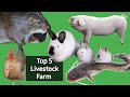 Top 5 Livestock Farm Animal in Nigeria/Addota farm