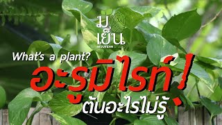 อะรูมิไรท์ ต้นอะไรไม่รู้ What's a plant? EP. 45