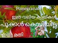 ഒരു പൂപോലും കൊഴിയില്ല/simpleway to cultivatepomegranatefrfuit/ മാതളം// നിറയെ കായ്ക്കും/ponnu's world