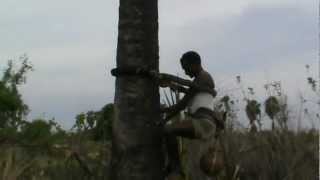 Hard worker of toddy tapper - 2