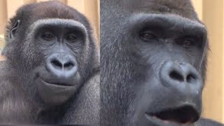 ゲンタロウがモモタロウを負かす。先に袋の餌をゲットできた！　🅷🅾🆃【京都市動物園 ,ゴリラ