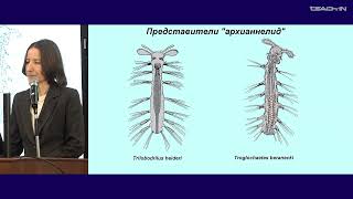 Богомолова Е.В. - Зоология беспозвоночных - 15. Тип Platyhelminthes (Плоские черви): турбеллярии